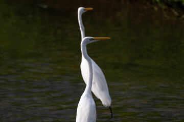 Two white great egrets standing in the water, dark background