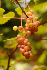 ブドウ
デラウェア
種なし