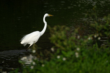 one white great egret standing in the water, dark background