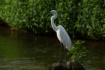one white great egret standing in the river, dark background