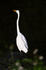 one white great egret standing in the water, dark background