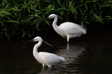 Two white great egrets standing in the water, dark background