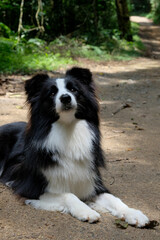 Obraz premium Border Collie lying down on a trail 