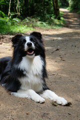 Border Collie lying down on a trail 