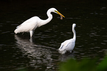 An egret holds in its mouth artificial snacks that humans have discarded in the river.