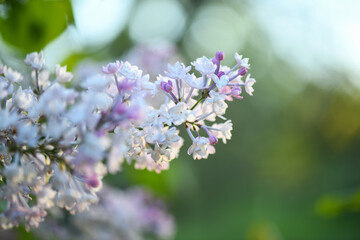 Spring blossoms in the garden yellow purple white red