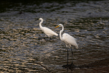 Two white great egrets standing in the water, dark background