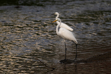 Two white great egrets standing in the water, dark background