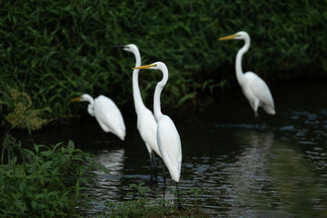 A group of egrets resting in the river