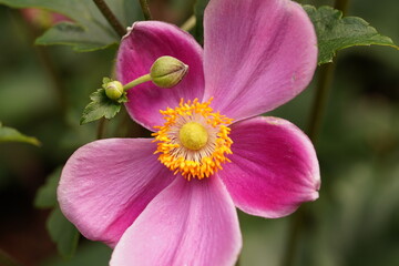 シュウメイギク