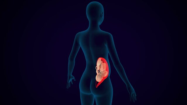 female pregnant born baby anatomy system. 3d illustration
