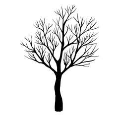 Leafless winter tree. Hand drawn sketch. Line art. Black and white design element on white background. Isolated. Tattoo image. - 746203213