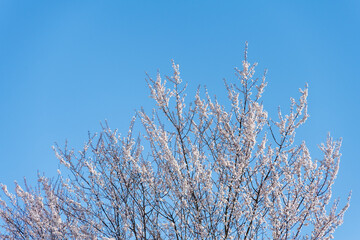 Ornamental cherry blossom tree top, pale pink flowers blooming against a sunny blue sky
