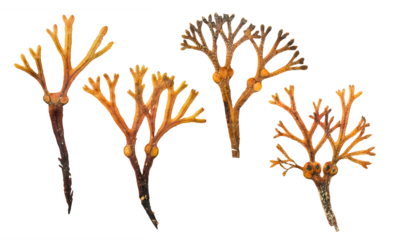 dry /dried kelp, edible seaweed plant leaves isolated over a transparent background, sustainable natural resource and food as well as skincare cosmetics ingredient, set of cut-out design elements, PNG