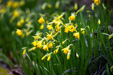 Small bright yellow daffodil flowers blooming on a wet winter day, first signs of spring
