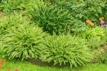 Decorative perennial hostas in the garden bed of a country yard.