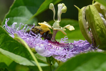 Pollination of passionflower blossom by bee: eastern carpenter bee (Xylocopa virginica). Native...