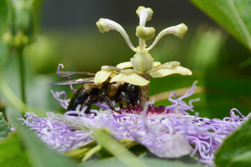 Bee pollinating flower. Native bees like eastern carpenter bee (Xylocopa virginica) pollinate crops...