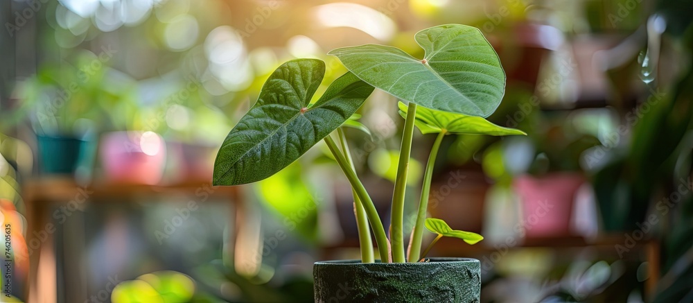 Sticker a green alocasia houseplant, resembling an elephants ear, sits in a pot on a table. the plant is vib