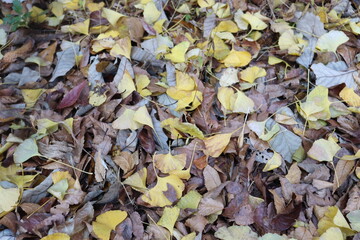 가을 떨어진 낙엽 