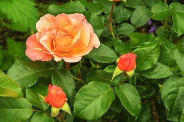 Blooming beautiful perennial rose in a summer country yard.