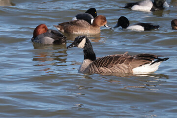 Redhead ducks spring migration