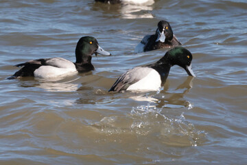 Scaup ducks aka Blue Bills on winter lake during spring migration