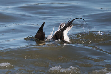 Obraz premium Long Tailed ducks on the lake during migration