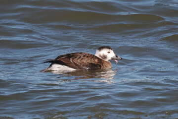 Long Tailed drakes diving 