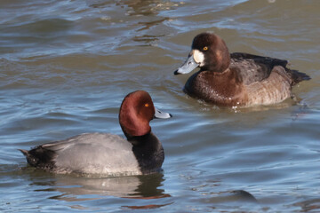 Red head ducks during spring migration on Presquile Bay in Lake Ontario in February