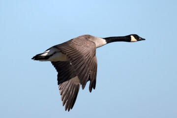 Canada goose flying over Lake Ontario late winter