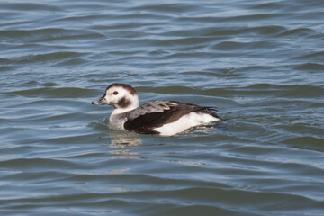 Long Tailed ducks on the lake during migration