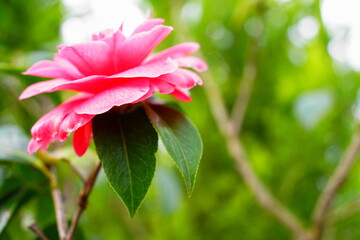ピンク色の椿の花