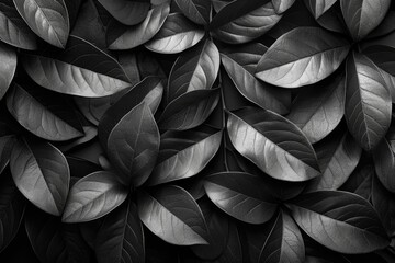 Black and white leaves captured in a play of light and shadow. - obrazy, fototapety, plakaty