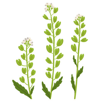 field pennycress flowers, vector drawing wild plants at white background, Thlaspi arvense,floral element, hand drawn botanical illustration
