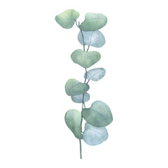 Eucalyptus green branch. Greenery vegetable clipart. Hand drawn watercolor illustration background....