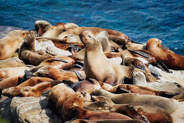 Sea lion Colony