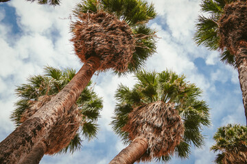 palm tree against sky