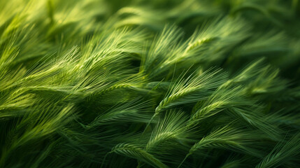 Texture of vibrant green wheat blades rustling against each other.