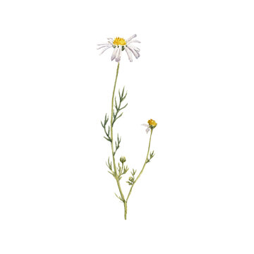 watercolor drawing plant of scentless false mayweed with green leaves and flowers, Tripleurospermum inodorum, isolated at white background, natural element, hand drawn botanical illustration