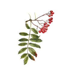 watercolor drawing branch of rowan with leaves and red berries, isolated at white background, mountain-ashes, natural element, hand drawn botanical illustration - obrazy, fototapety, plakaty
