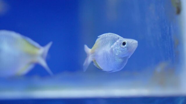 Closeup shot of blue water marine fish Boeseman's rainbowfish (Melanotaenia boesemani) swimming staring at camera cutely