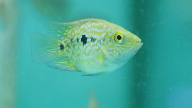 Closeup shot to yellow green marine fish tank Texas cichlid (Herichthys cyanoguttatus) staring at camera