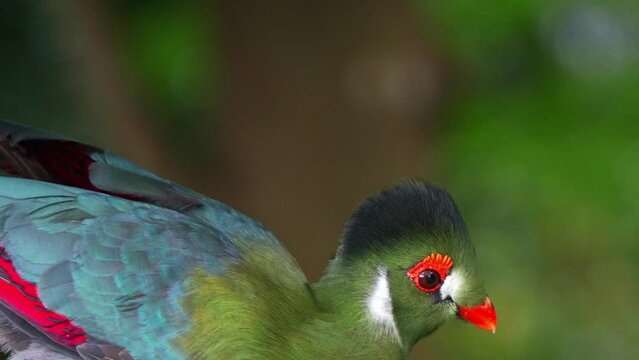 Close up shot of a white-cheeked turaco (menelikornis leucotis) with vibrant plumage, spread its wings and fly away after eating at daytime.