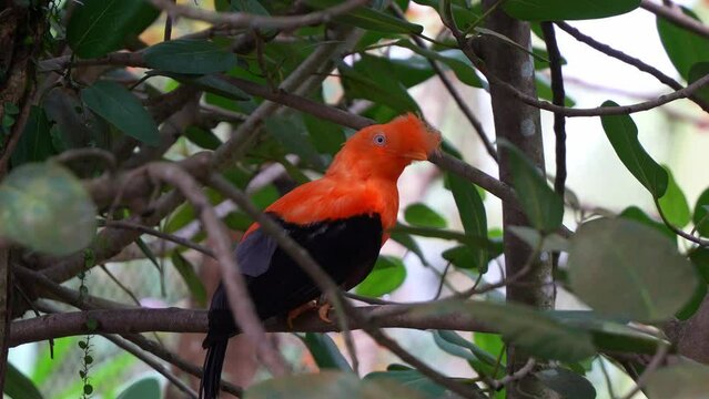 Close up shot of a male Andean cock-of-the-rock, rupicola peruvianus) with striking plumage, perched on tree branch, curiously wondering around its surrounding environment.