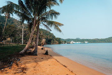Coconut trees on the beach on the island