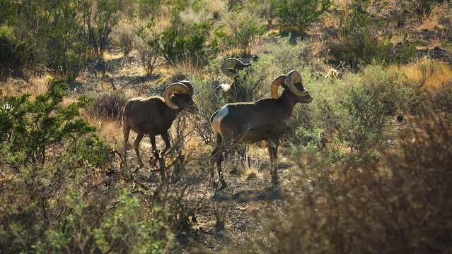 Two bighorn sheep forage in the dry season