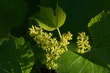 Flowering of the grape. Grape in blossom. Fresh green grape vine leaf growth. First grape leaves in spring. Grape ovary. Young leaves of grapes. Shoots of grapes.