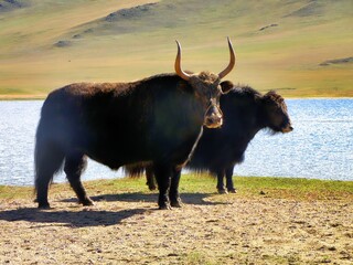 Central Mongolia