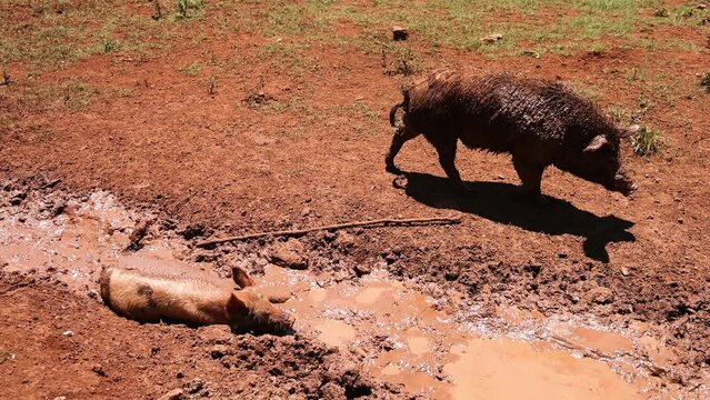 Pig Navigates Through Muddy Terrain